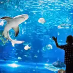 Skip the Line Ticket Aquarium - Barcelona, Spain. Explore the Barcelona Aquarium, Spain - Buy skip the line tickets with Skip The Line.